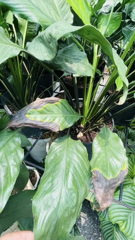 Lan Ý Bị Vàng Lá, Khô Mép – Đâu Là Nguyên Nhân Và Cách Khắc Phục? | Hth Garden